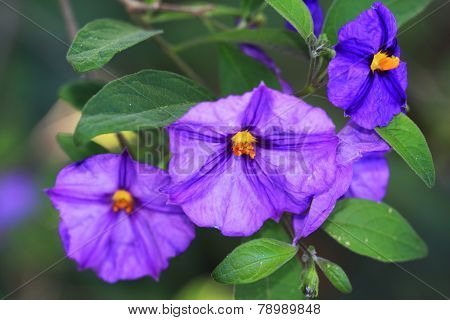 Blue potato bush, Solanum rantonnetii