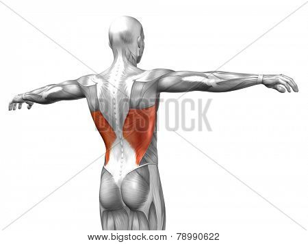 Concept or conceptual 3D Latissimus Dorsi or back human anatomy or anatomical and muscle isolated on white background