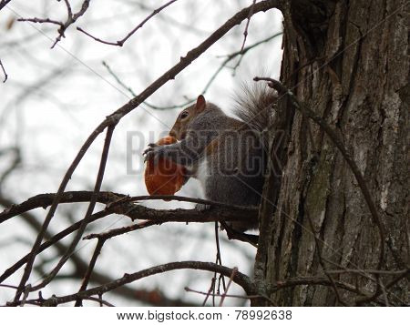 snacking squirrel