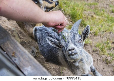 man feeding grass kid
