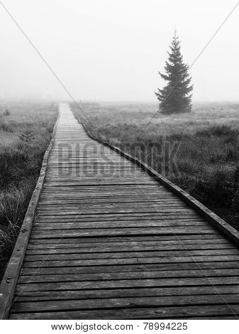 Wooden path