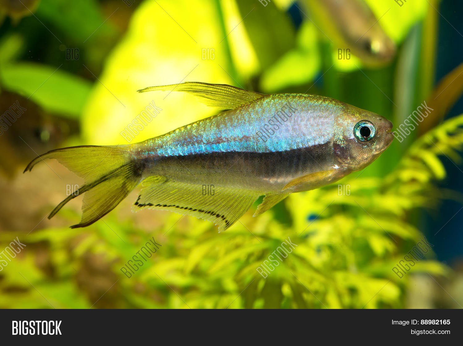 big tetra fish