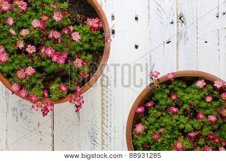 Sedum Saxifrage Pink Flowers Blossom White Background