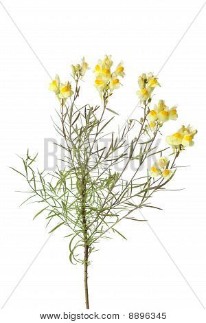 Rametto di giallo linaiola comune