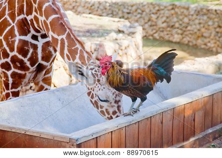 Unlikely Friends