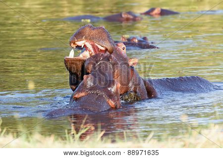 Two Fighting Young Male Hippopotamus Hippopotamus