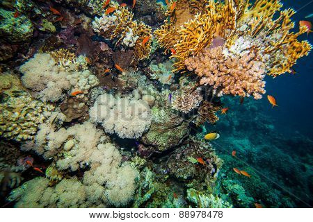 Red sea coral reef