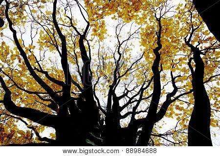 Contrasty Drawing-like Photo Of Autumn Forest