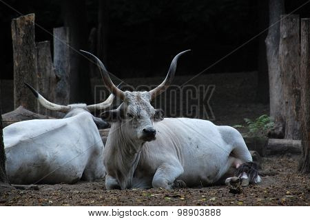 Cattle