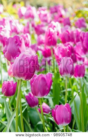 Tulips Field