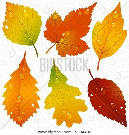 Falleaf