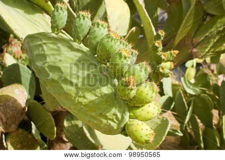 Prickly Pear
