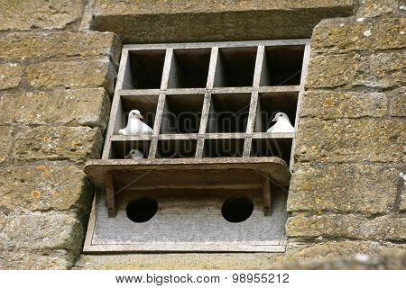 Doves in a dovecote built into wall