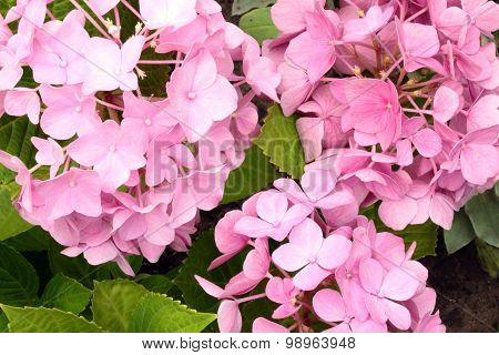 pink hydrangea
