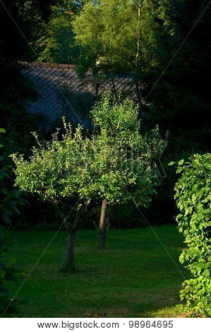 A garden.