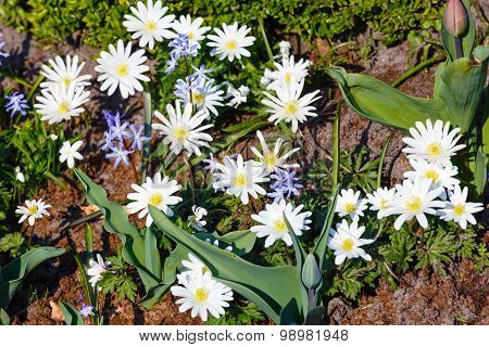 Anemone Blanda  White Splendour Flowers