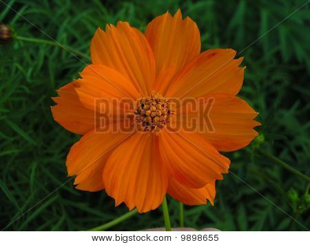 Orange Burst