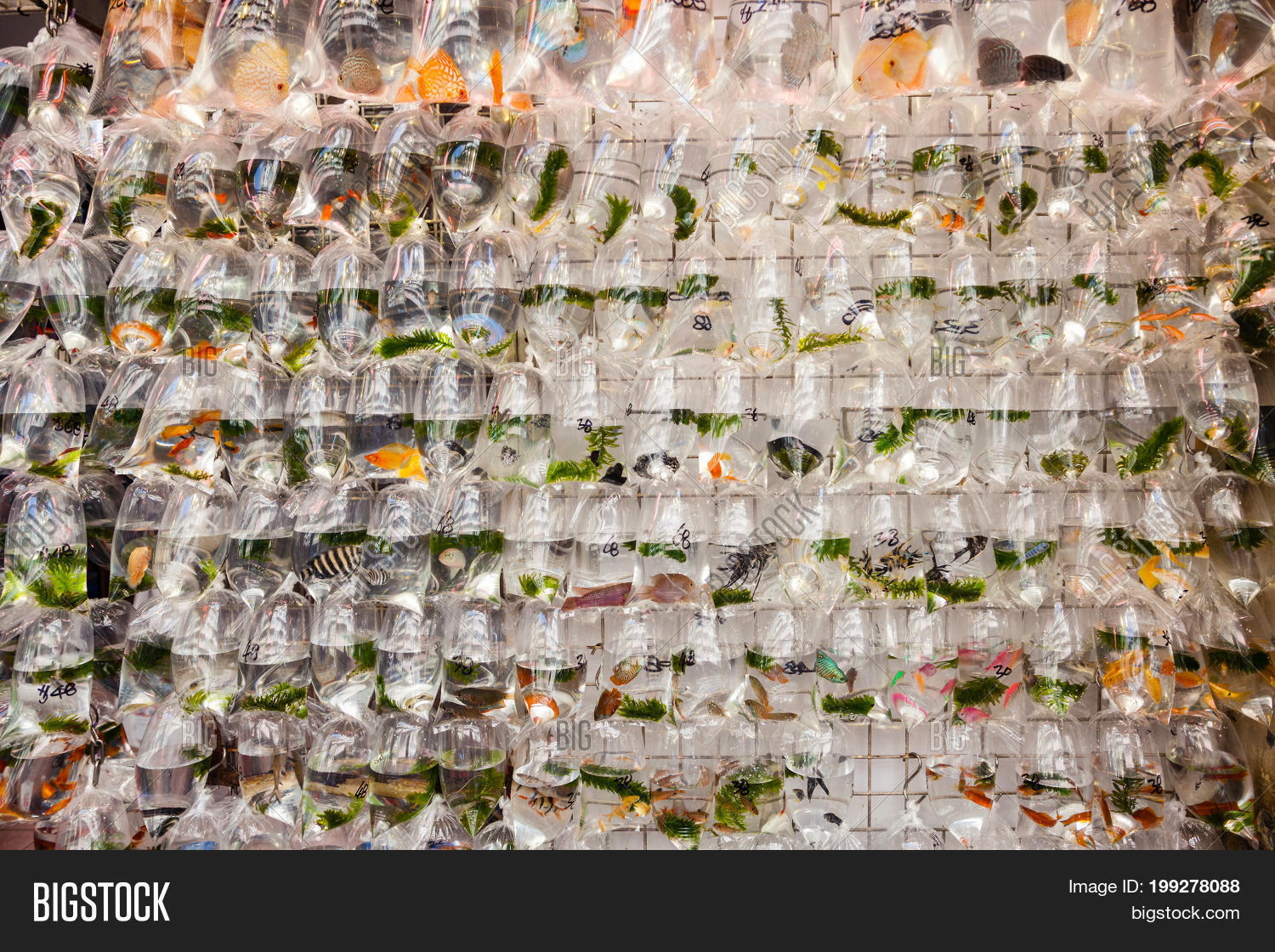 Pet Fish On Sale Image & Photo (Free Trial) Bigstock