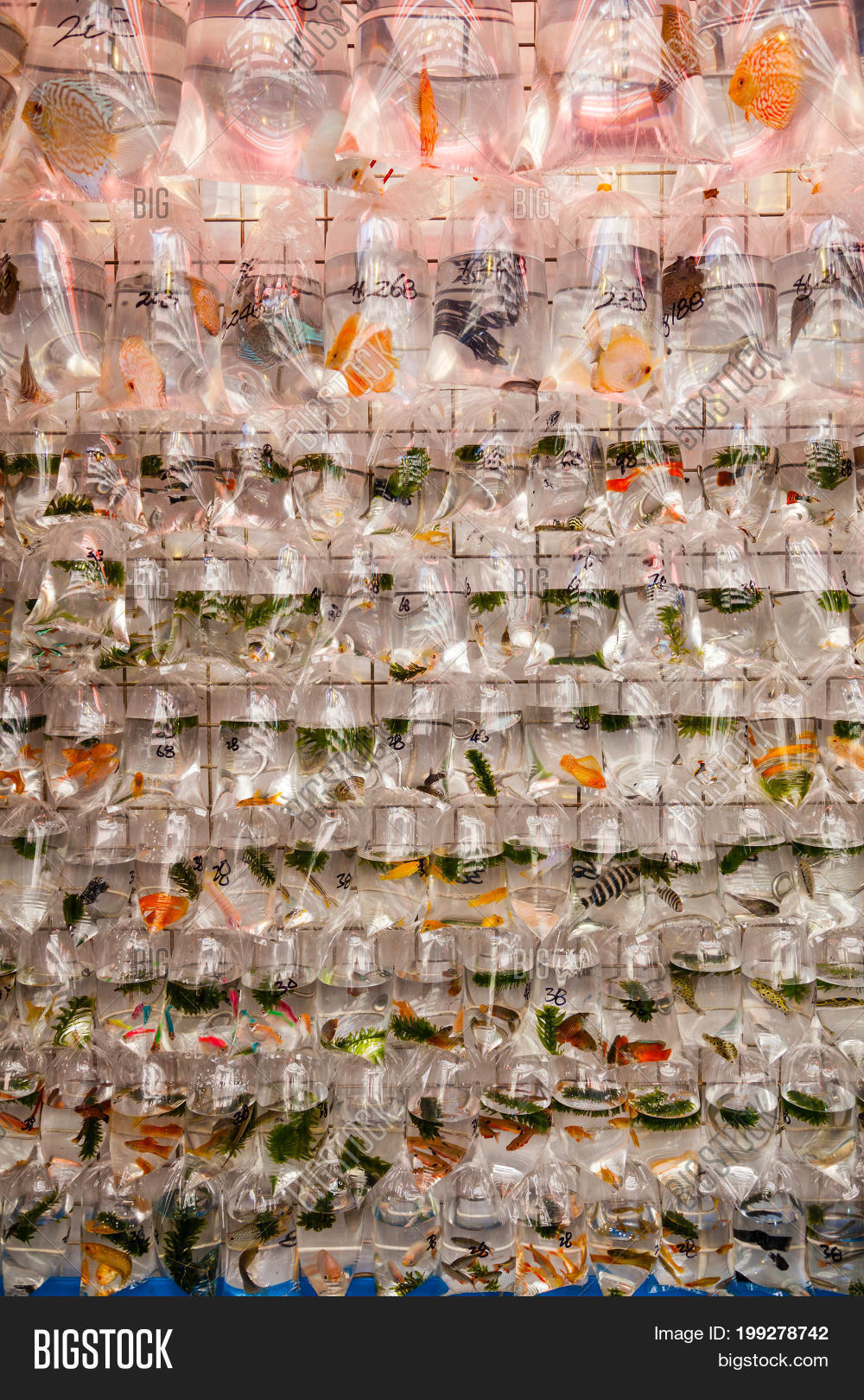 Pet Fish On Sale Image & Photo (Free Trial) Bigstock