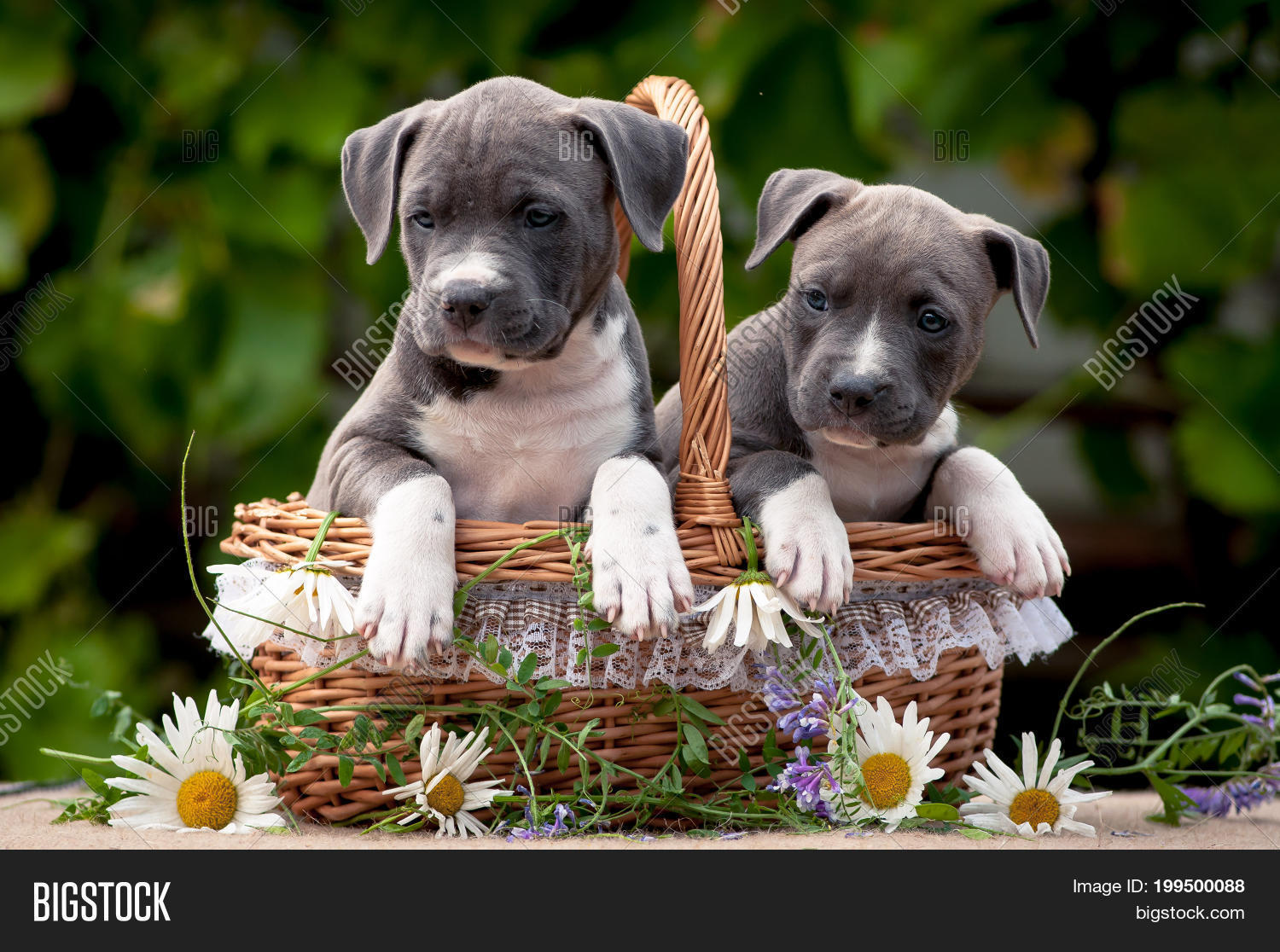 47+ Amstaff Puppies Images