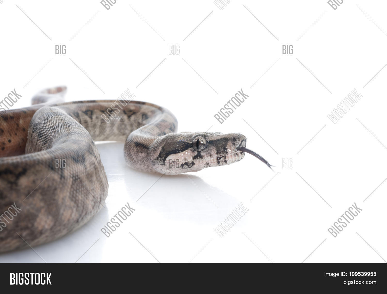 Image Preview