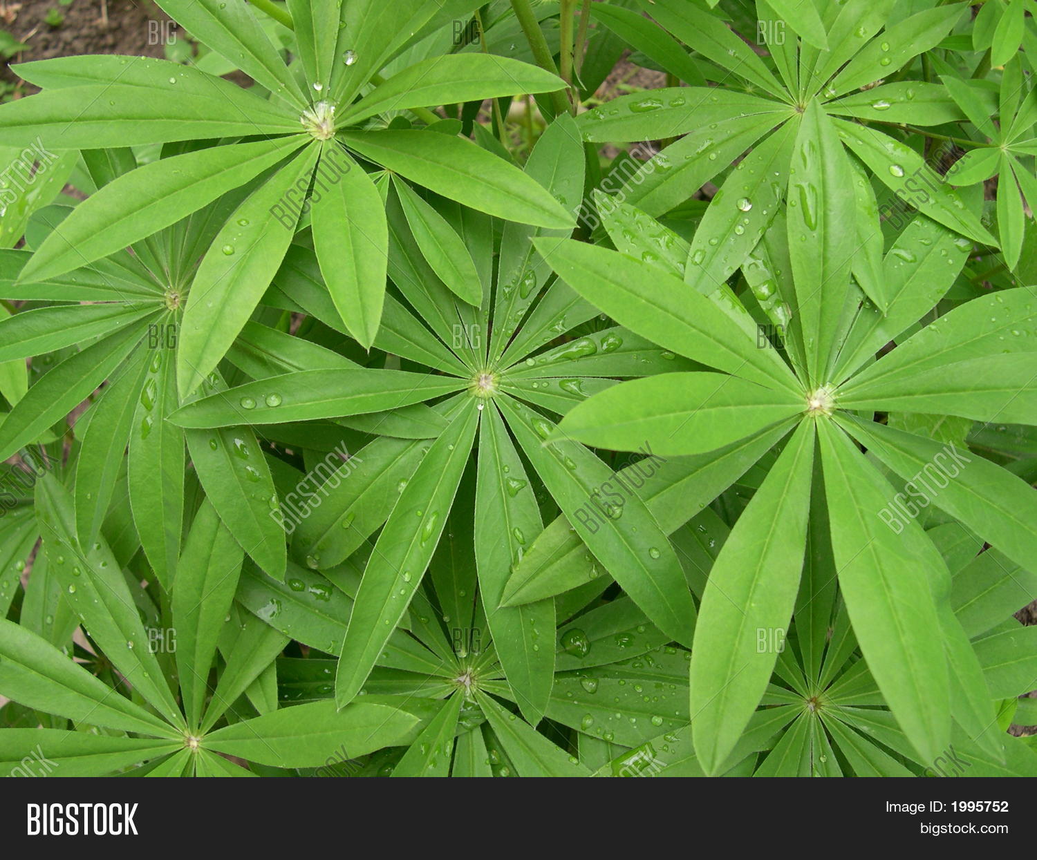 Image Preview