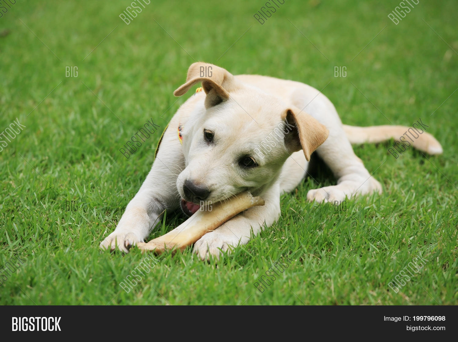 Lab Dog Eating Ribs Labrador Puppy Eating Image & Photo (Free Trial) | Bigstock