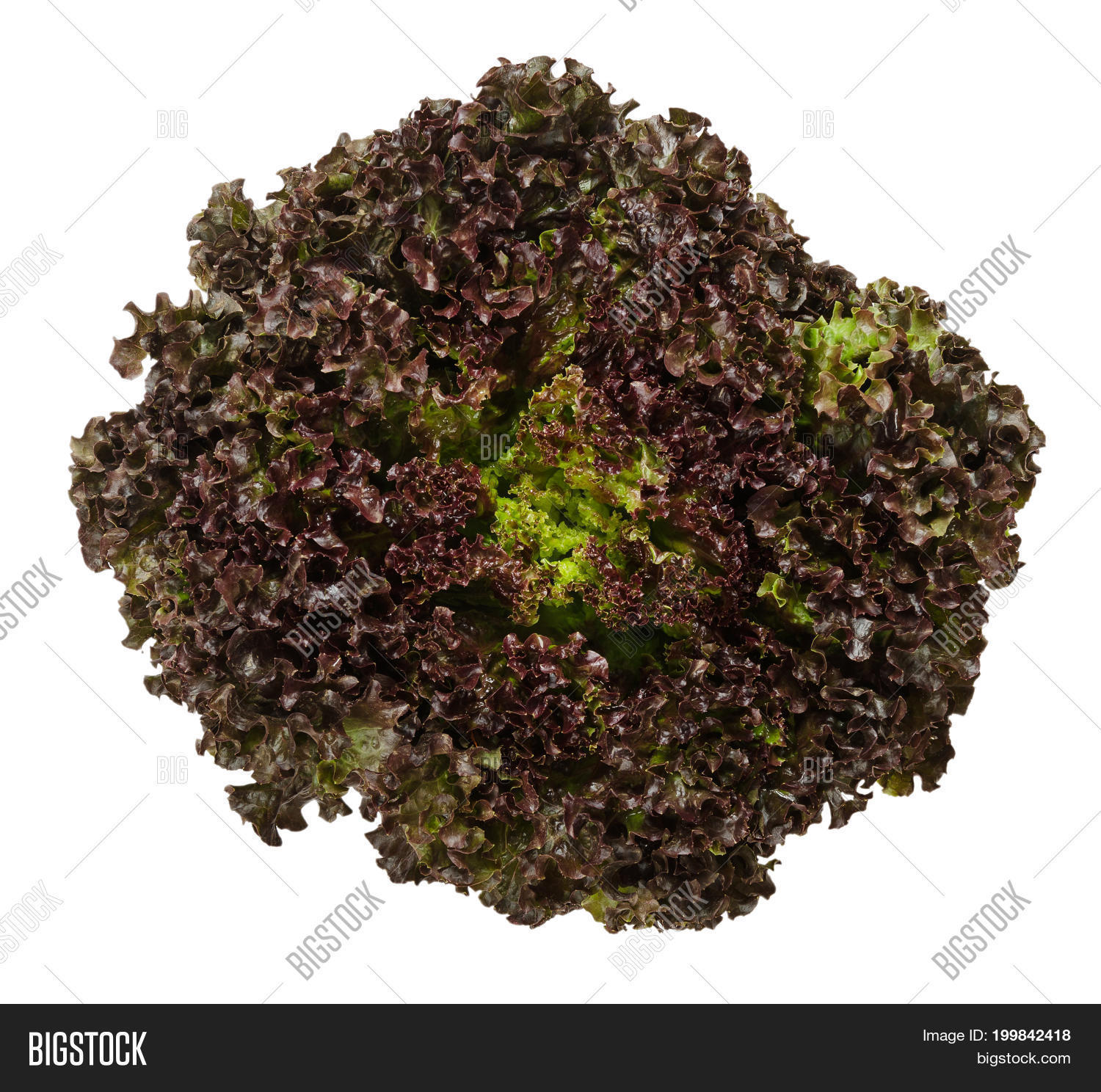 Lollo Rosso Lettuce Image Photo Free Trial Bigstock Red lollo rosso lettuce stock photo. bigstock