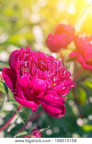 Beautiful Magenta Peonies On A Sunny Green Bokeh Background.
