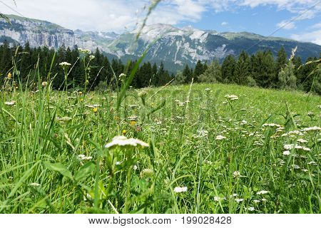 flowers in meadow alps landscape in summer flims switzerland