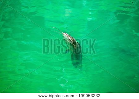 Catfish Clarias In Green Lake Their Natural Habitat