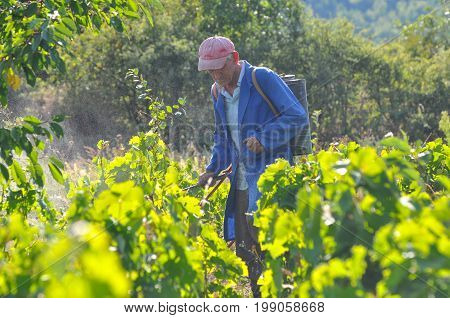 Man spraying a vineyard. Man spraying chemicals on grapes in vineyard