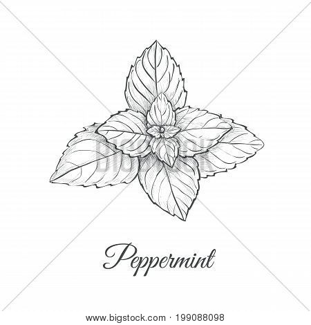 Peppermint skech  hand drawing. Mint vector illustration