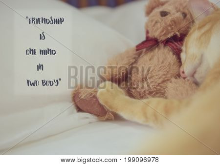 Inspiration Quote With Blurred Ute Cat And Teddy Bear Background