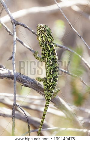 Wild Chameleon in the Donana National Park. Andalusia Spain