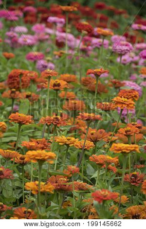 Zinnia elegans in the darden - close up
