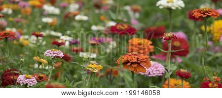 Zinnia elegans in the darden - close up