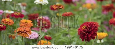 Zinnia elegans in the darden - close up