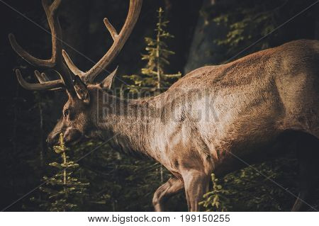 Colorado Elk or Wapiti near the Town of Granby CO. Colorado Wildlife and Game.