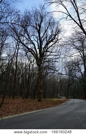 A majestic oak tree stands beside the paved road in the Hammel Woods Forest Preserve in Shorewood, Illinois.