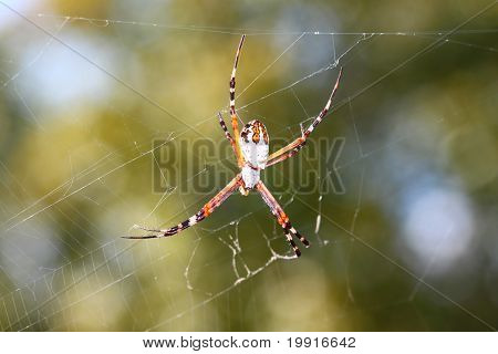 Argiope은 백업 (Argiope 플로리다)