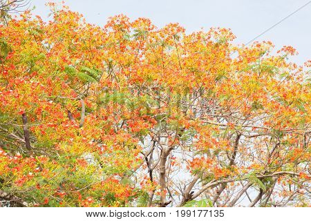 Caesalpinia pulcherrima on white cloud in the sky for background