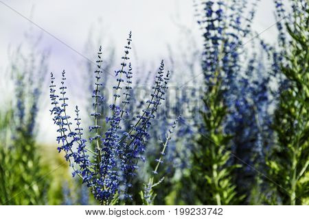 Blue Lavender Shot At Shallow Depth Of Field