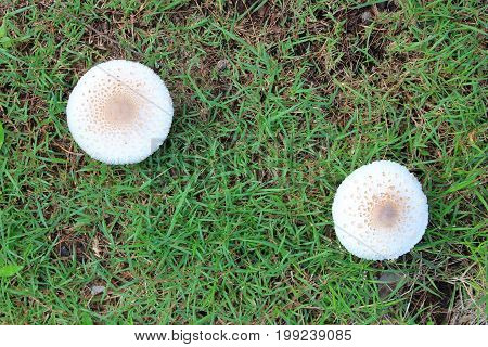 White mushrooms in forest on rain season in Thailand.