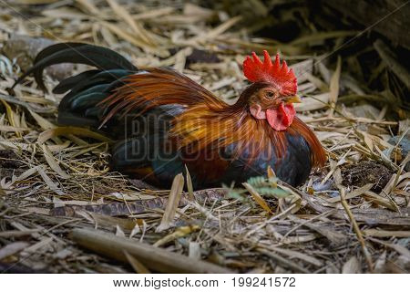 bantam chicken on the ground in the farm Beautiful colorful
