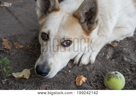 Home dog on the yard. Four-footed friend. Loyalty. Black and white