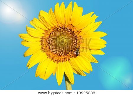 solsikke