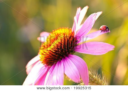 mariehøne på blomst