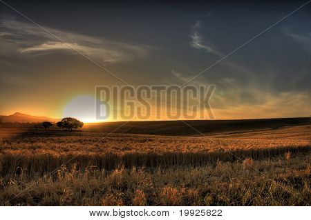 Wheat Field Sunset