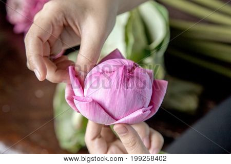 Pink Lotus Flower Decorate Florist Praying